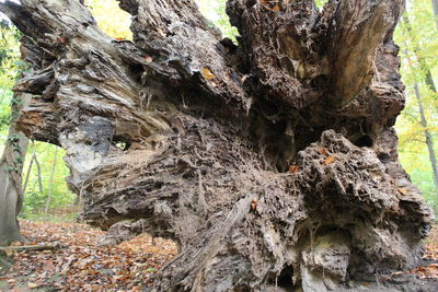 Low angle view of tree trunk