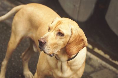 Close-up of dog sitting outdoors