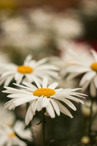 Close-up of white daisy flower
