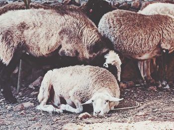 Sheep in a field