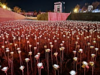 View of flowering plants at night