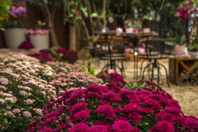 Close-up of pink flowering plant on table