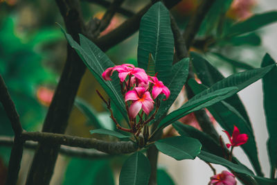 Low angle view of pink flowers on tree