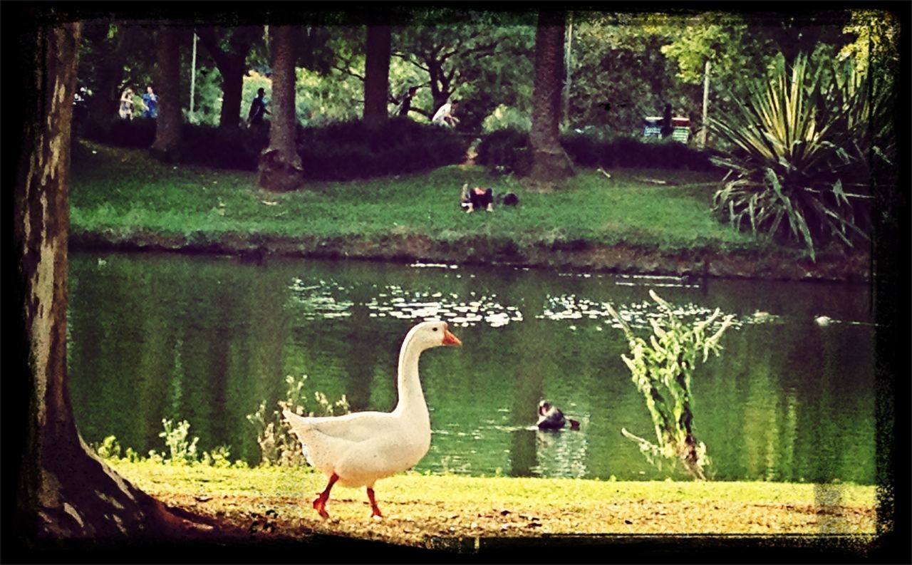 bird, animal themes, animals in the wild, wildlife, water, lake, grass, tree, green color, nature, swan, beauty in nature, reflection, duck, growth, two animals, tranquility, transfer print, outdoors, plant