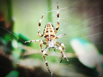 Close-up of spider on web