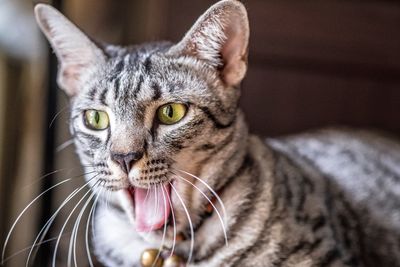 Close-up of cat yawning