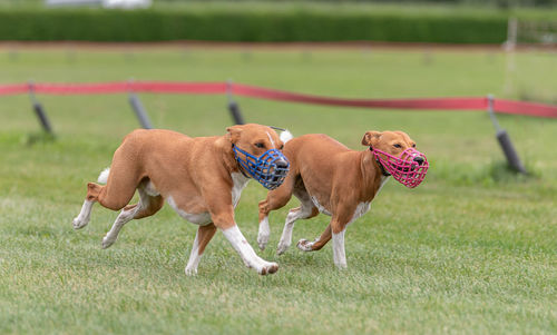 Dog running at racetrack