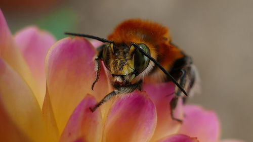 Close-up of bee on pink flower