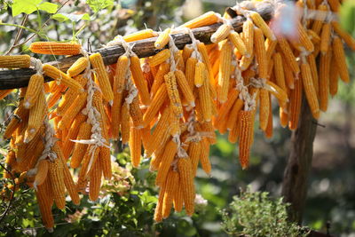 Dried corn 