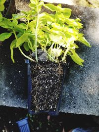 High angle view of potted plant