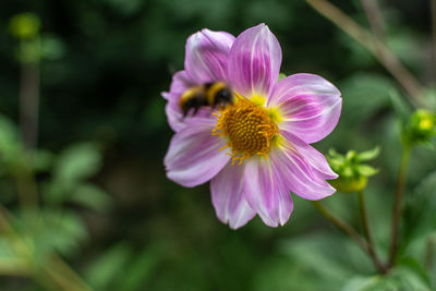 Close-up of pink flower