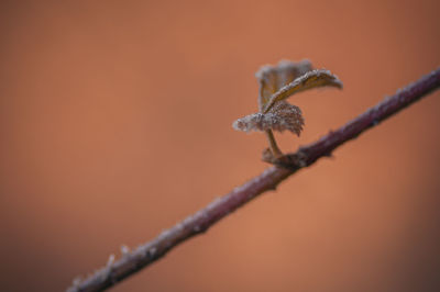 branch