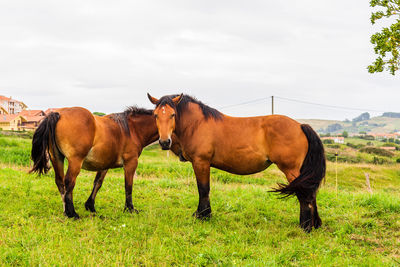 Horses standing in ranch against sky