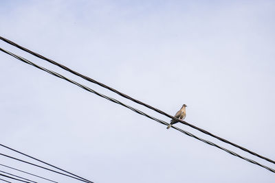 Low angle view of bird perching on cable against clear sky
