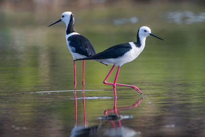 Bird perching on a lake