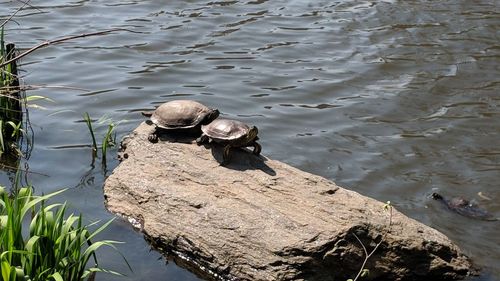 High angle view of bird on rock in lake