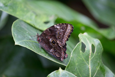 Close-up of butterfly on plant