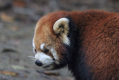 Close-up of an animal