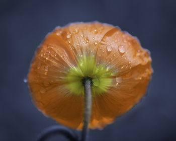 Close-up of wet flower against white background