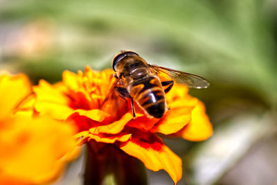 Close-up of bee pollinating on flower