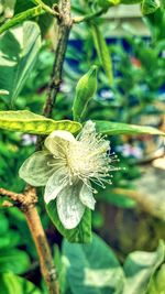 Close-up of flower