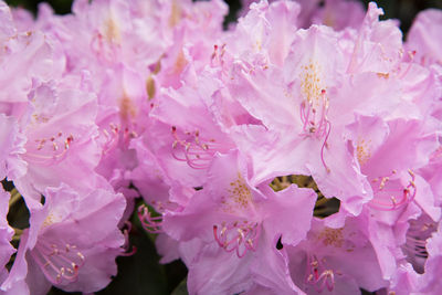 Close-up of pink cherry blossoms