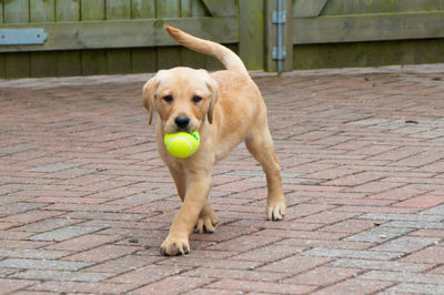 Portrait of dog playing with ball