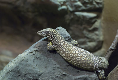 Overhead shot of a monitor lizard resting on a rock