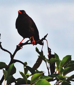 Low angle view of bird perching on tree against sky