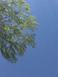 Low angle view of tree against clear blue sky