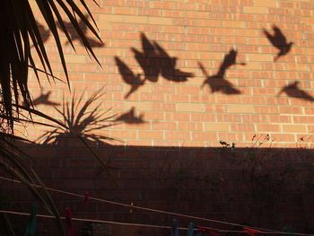 Shadow of bird on brick wall