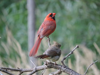 Bird perching on a branch