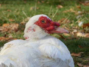 Close-up of duck