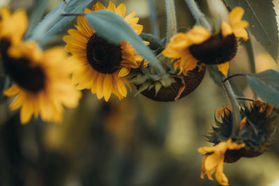 Sunflowers at the end of summertime