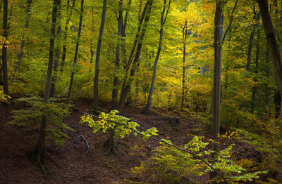 Trees in forest