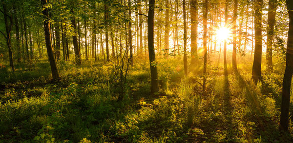 Sunlight streaming through trees in forest