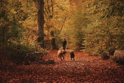 People walking in forest during autumn