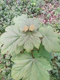 Close-up of green leaves on plant