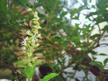 Close-up of flower tree