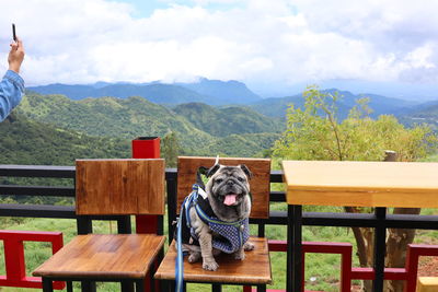 View of dog on bench against mountain range
