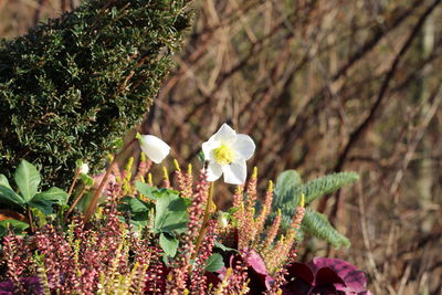 Close-up of white flowering plant