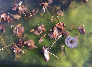 High angle view of leaves floating on lake