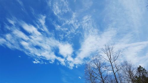 Low angle view of tree against blue sky