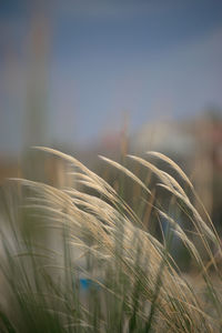 Close-up of plant against blurred background