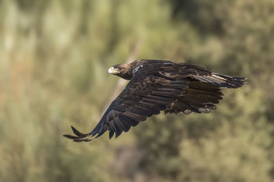 Close-up of golden eagle flying over field