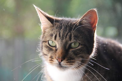 Close-up portrait of cat