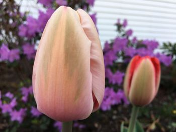 Close-up of purple crocus blooming outdoors