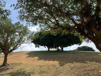 Trees on field against sky