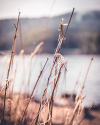 Close-up of dried plant on field