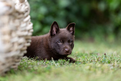 Portrait of dog on field